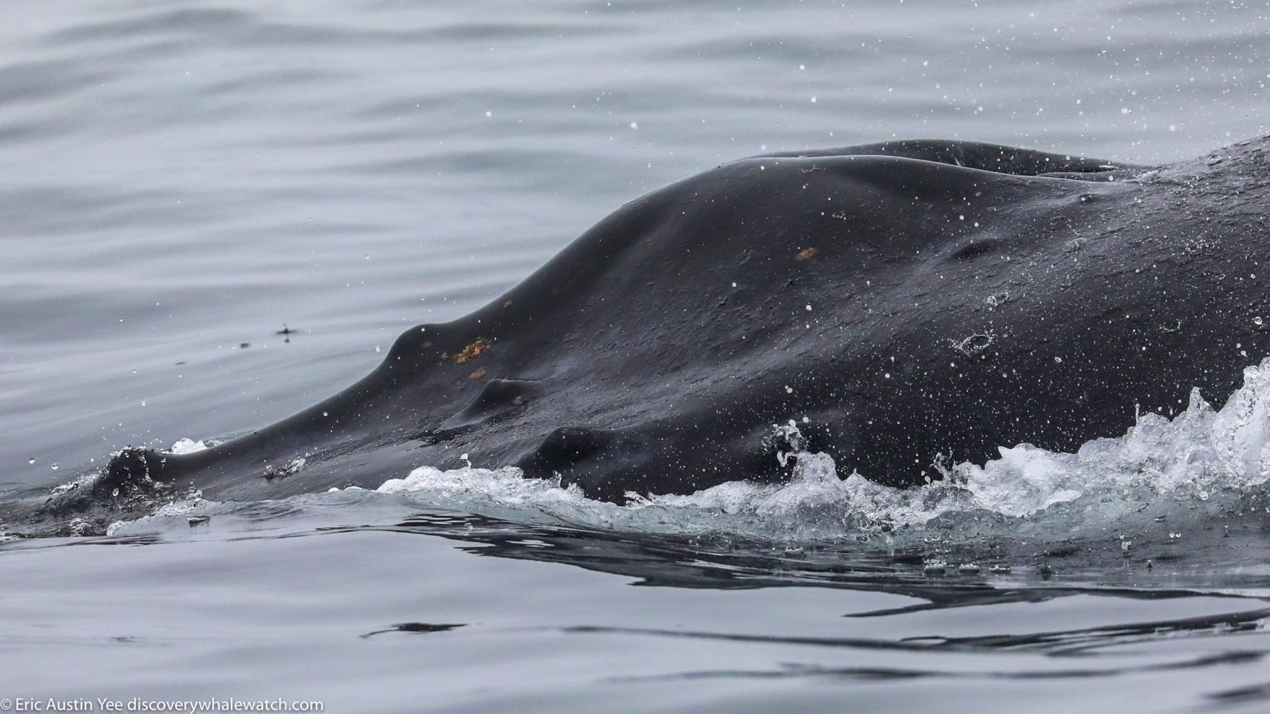 Close up of a humpback whale's back