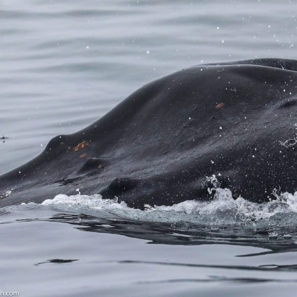 a whale jumping out of the water