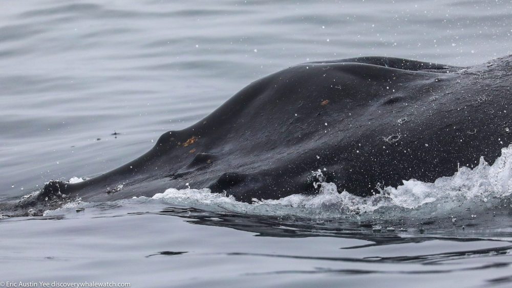 Close up of a humpback whale's back
