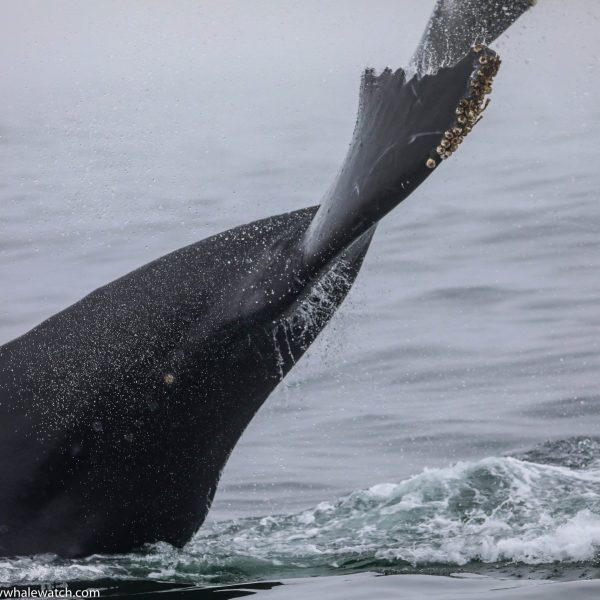 a whale jumping out of the water