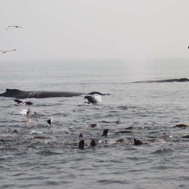 a flock of seagulls flying over a body of water