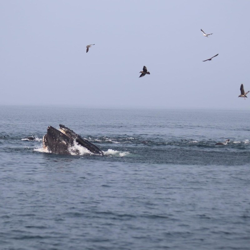 a flock of seagulls flying over a body of water