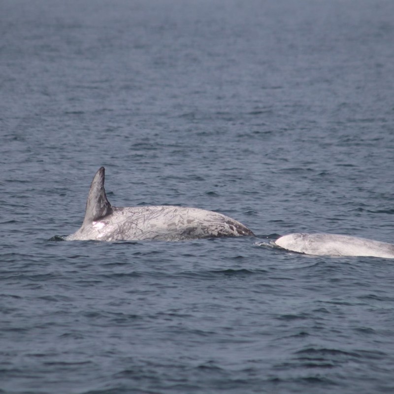 a whale swimming in a body of water