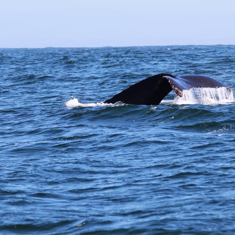 a whale jumping out of the water