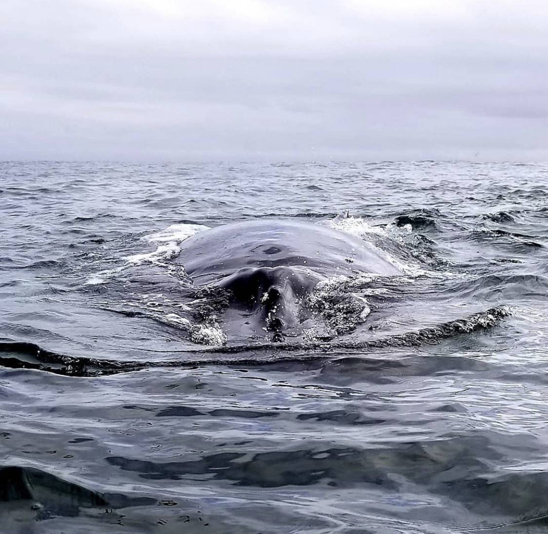 IMG-1543 a whale jumping out of the water