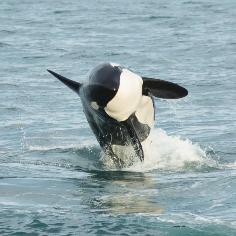 a small animal in a body of water