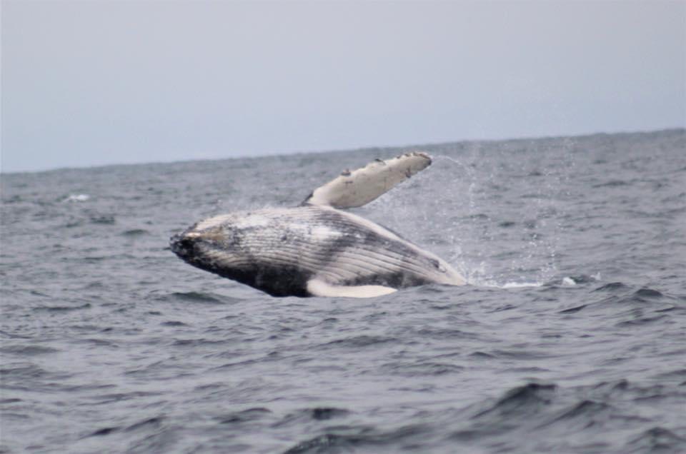 small whale jumping out of the ocean sideways with its underbelly showing