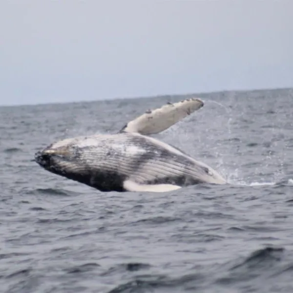 a bird swimming in water next to the ocean