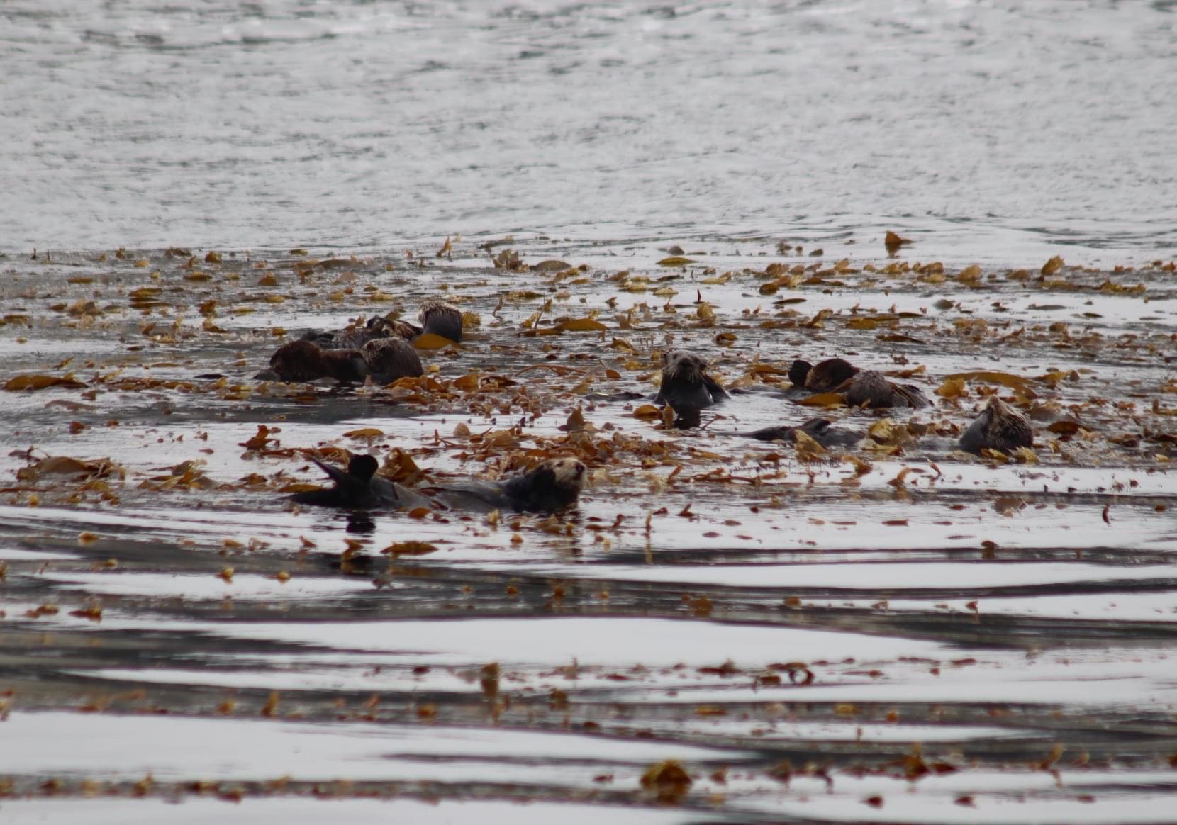 IMG_0544 a flock of seagulls are swimming in the water