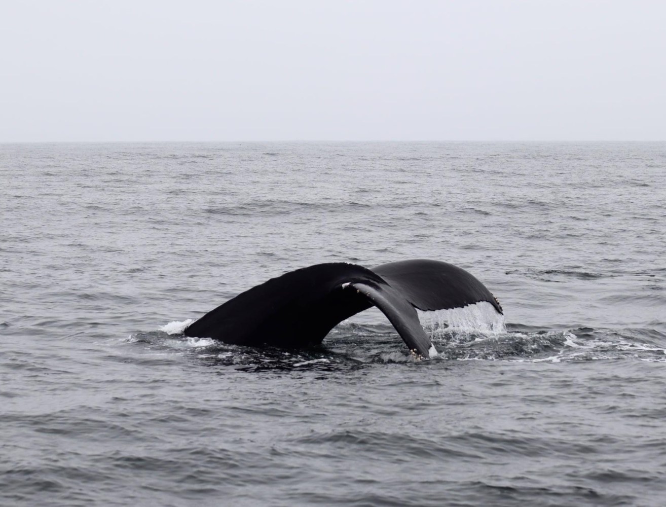 a whale jumping out of the water