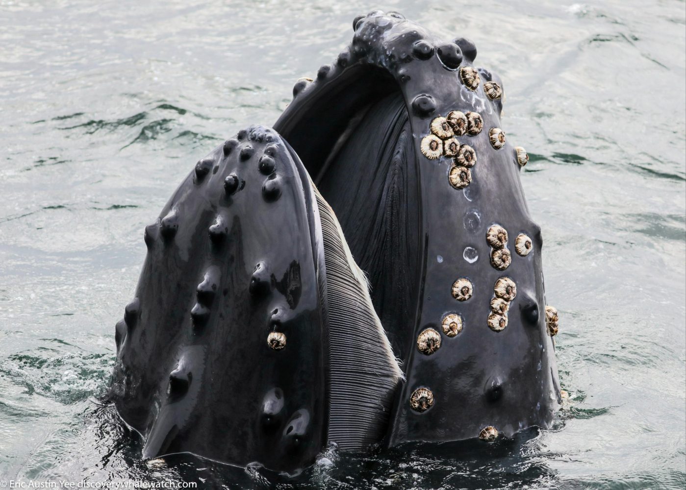 Close up of humpback mouth baleen teeth and barnacles on whale head