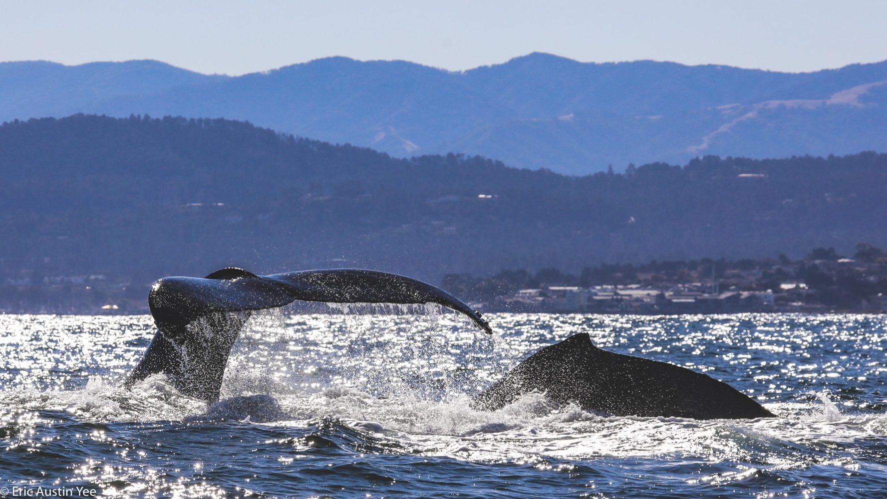 two whales tails sticking out of the ocean with mountains in the background
