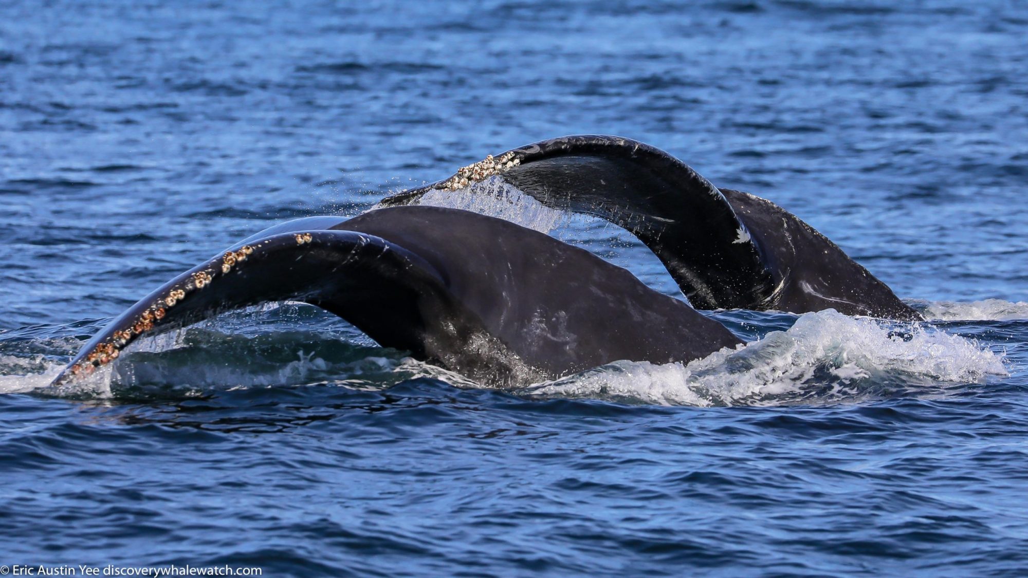 8A3A2777-2 a whale jumping out of the water