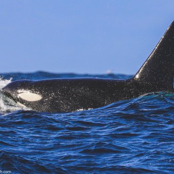 a man riding a wave on a surfboard in the water