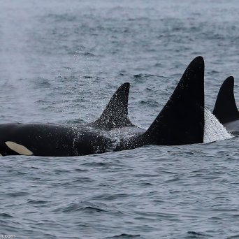 a whale swimming in a body of water