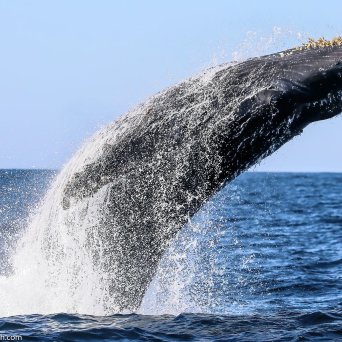 a whale jumping out of the water