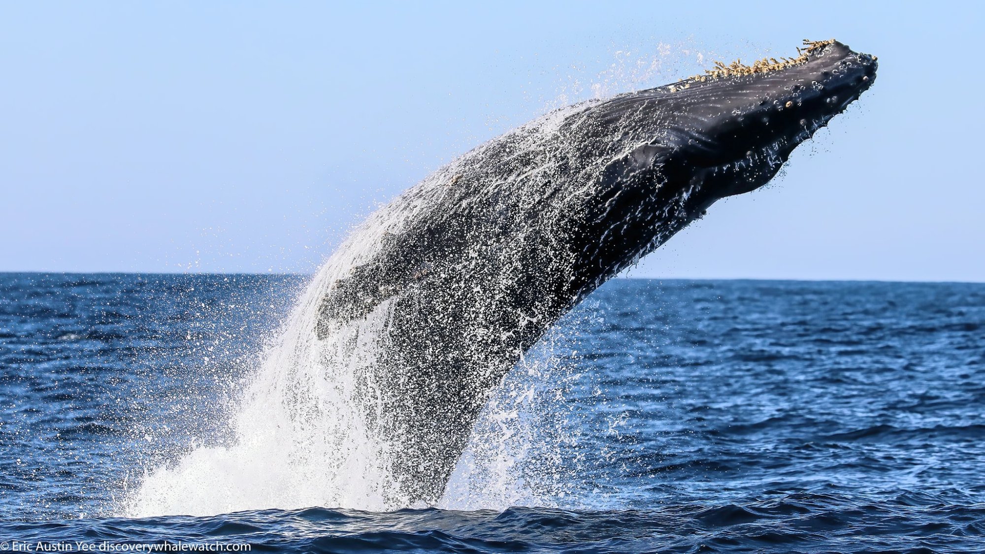 2020recap a whale jumping out of the water