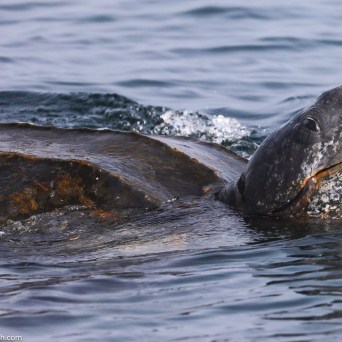 a bird swimming in water