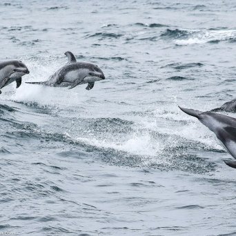 a dolphin jumping out of the water