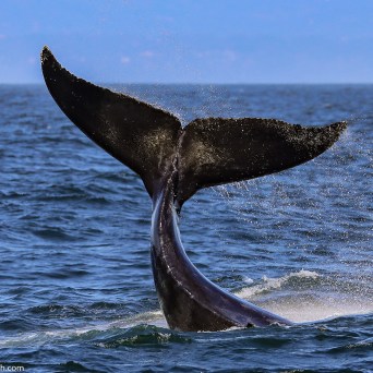 a bird flying over a body of water