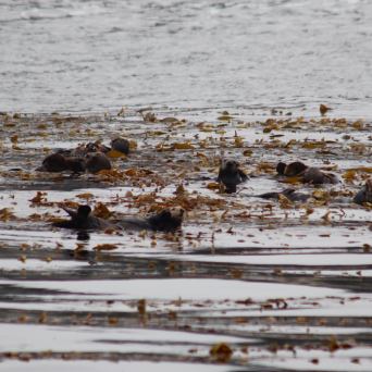 a flock of seagulls are swimming in the water