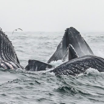a bird flying over a body of water