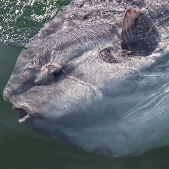 a cat swimming in a body of water