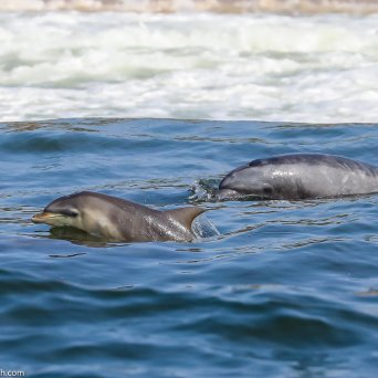 a bird swimming in water next to the ocean