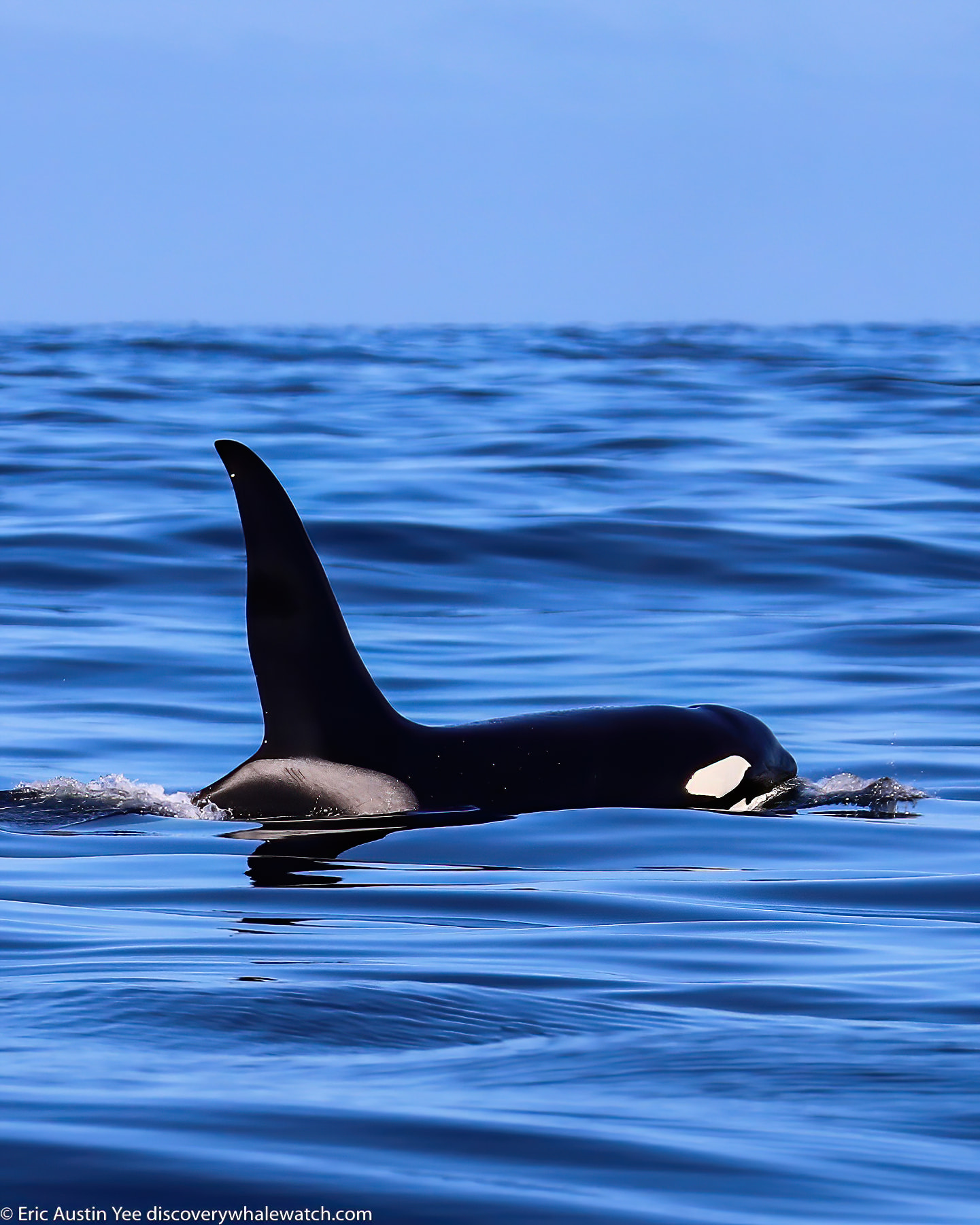 a bird swimming in water