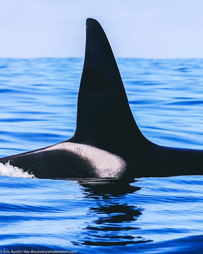 a whale swimming under water