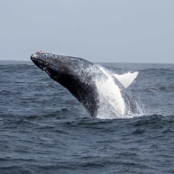 a whale jumping out of the water