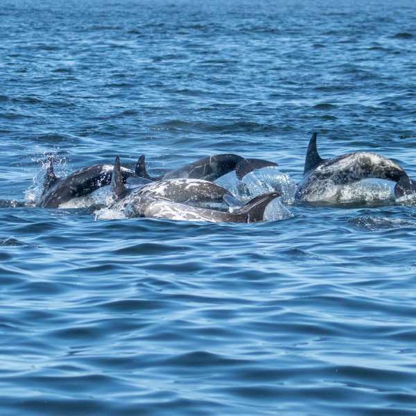 a flock of seagulls are swimming in a body of water