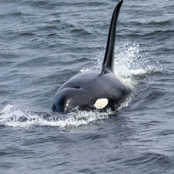 an animal swimming in the water