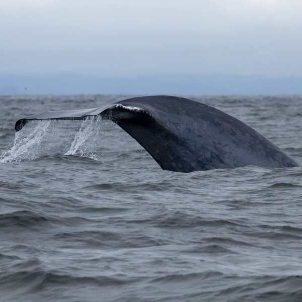 a whale jumping out of the water