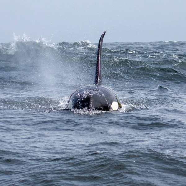 a whale jumping out of the water