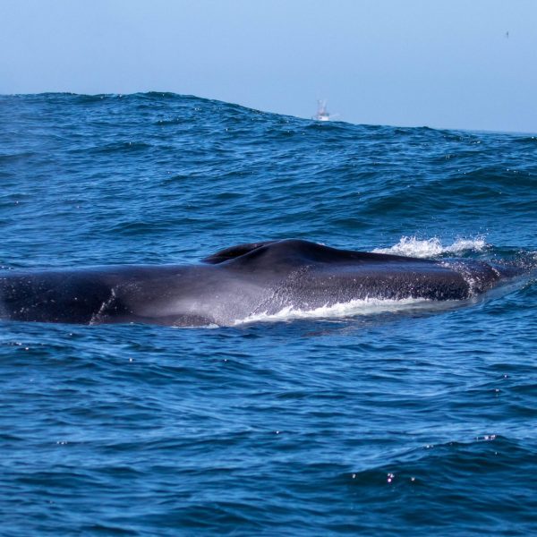 a whale jumping out of the water