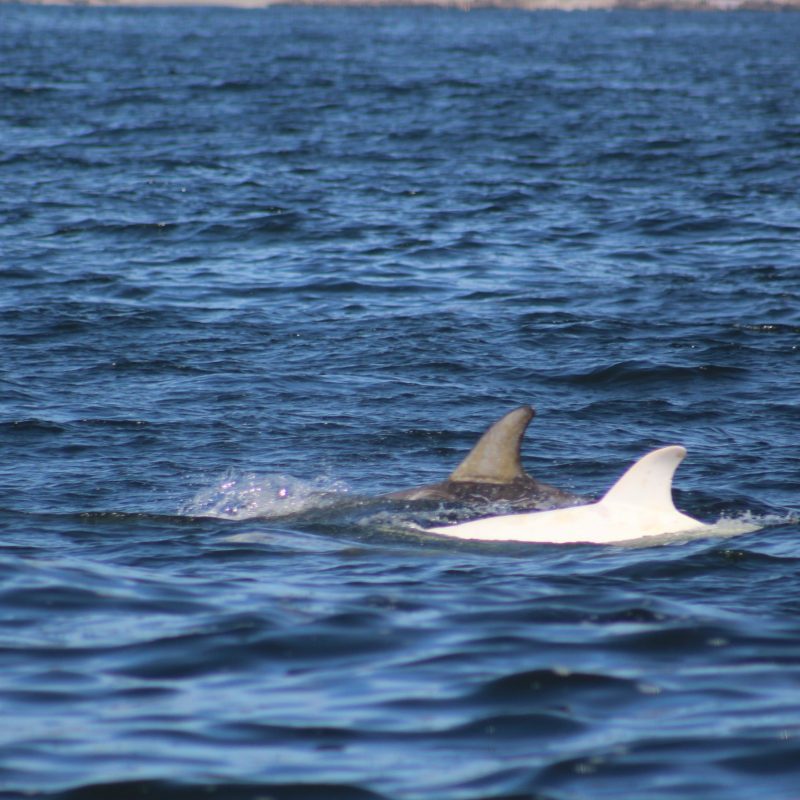 an animal swimming in the water