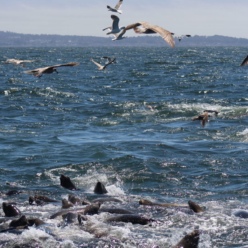 a flock of seagulls flying over a body of water