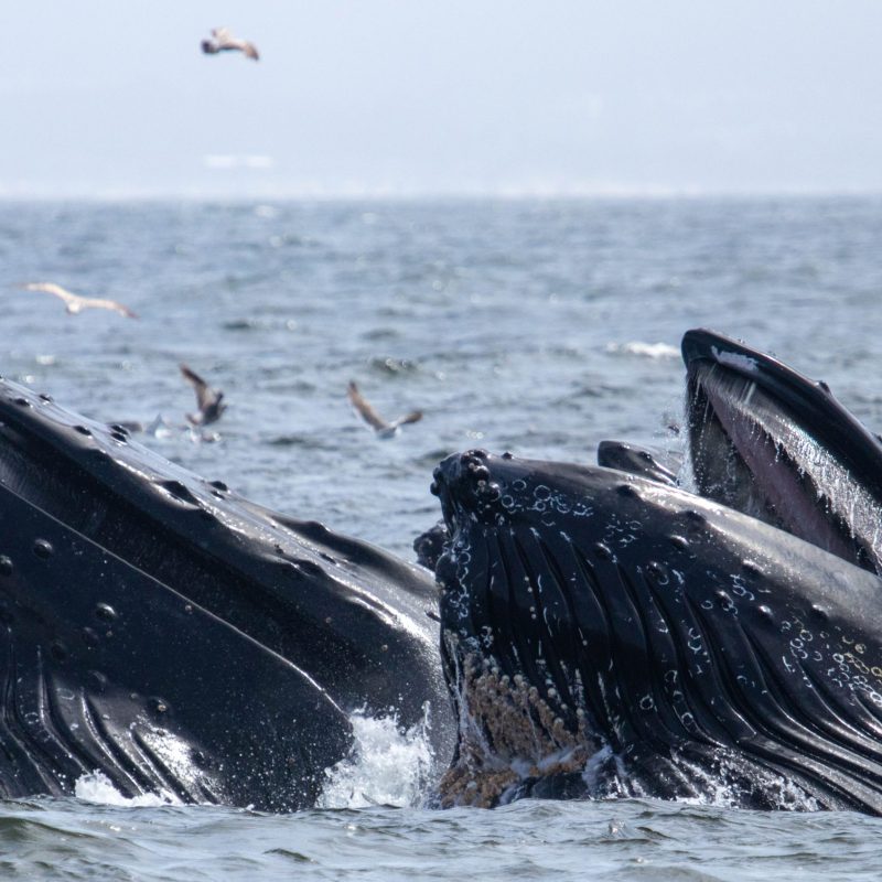 a whale jumping out of the water