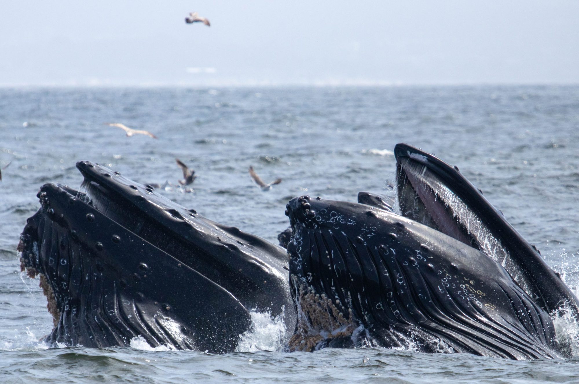 5-8 (1 of 1)-29 a whale jumping out of the water
