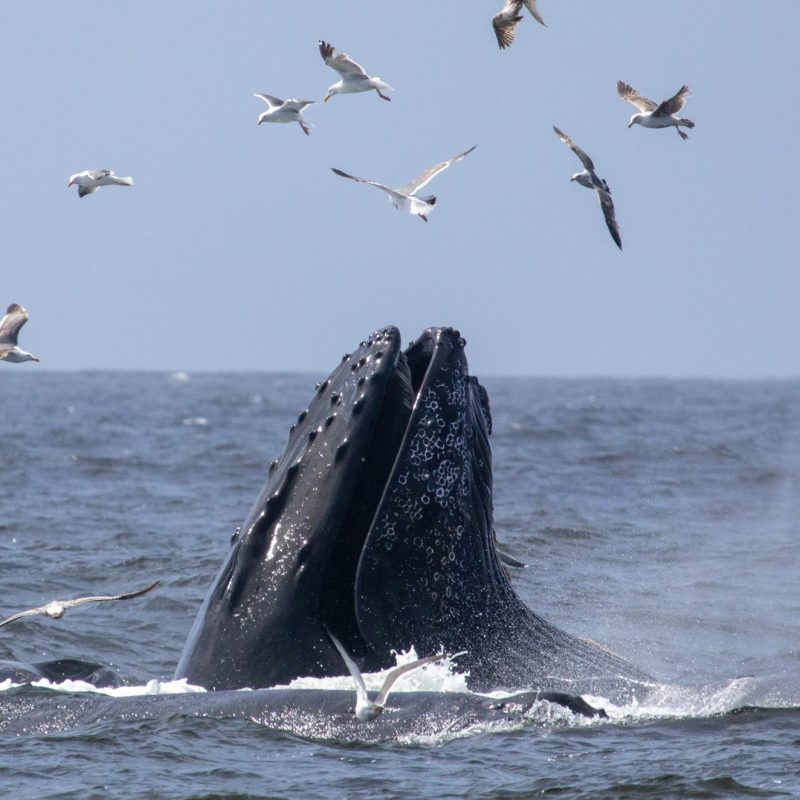 a flock of seagulls flying over a body of water