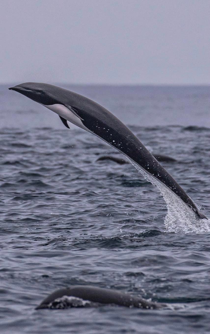 258538204_6443526255721464_217506744603151046_n a whale jumping out of the water