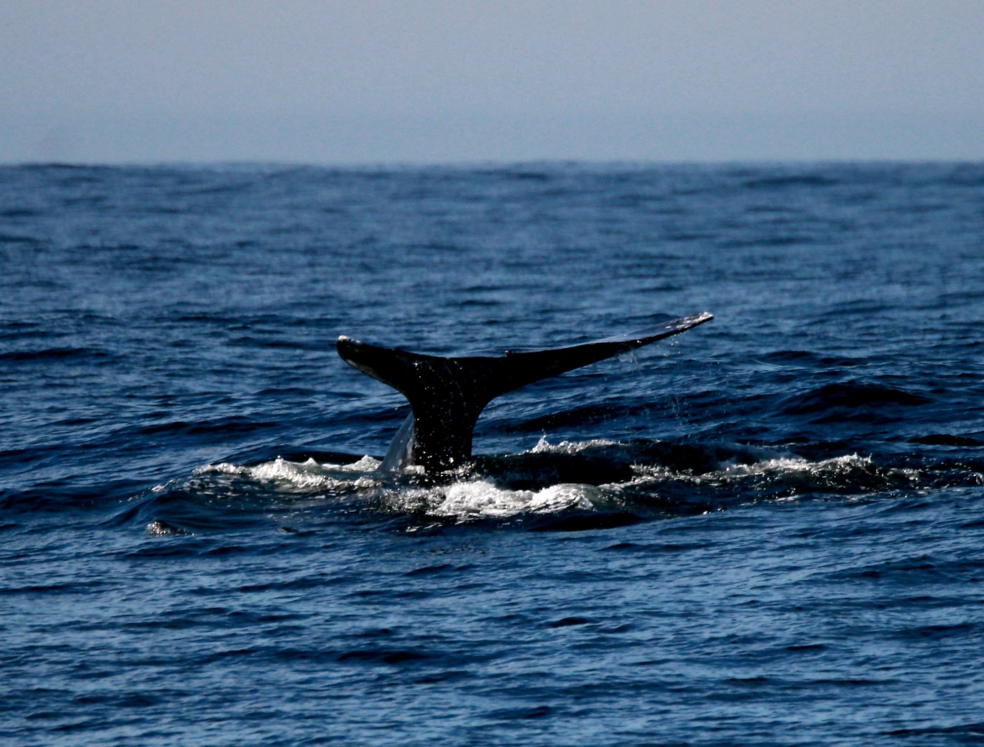 20230220-155202 a whale jumping out of the water