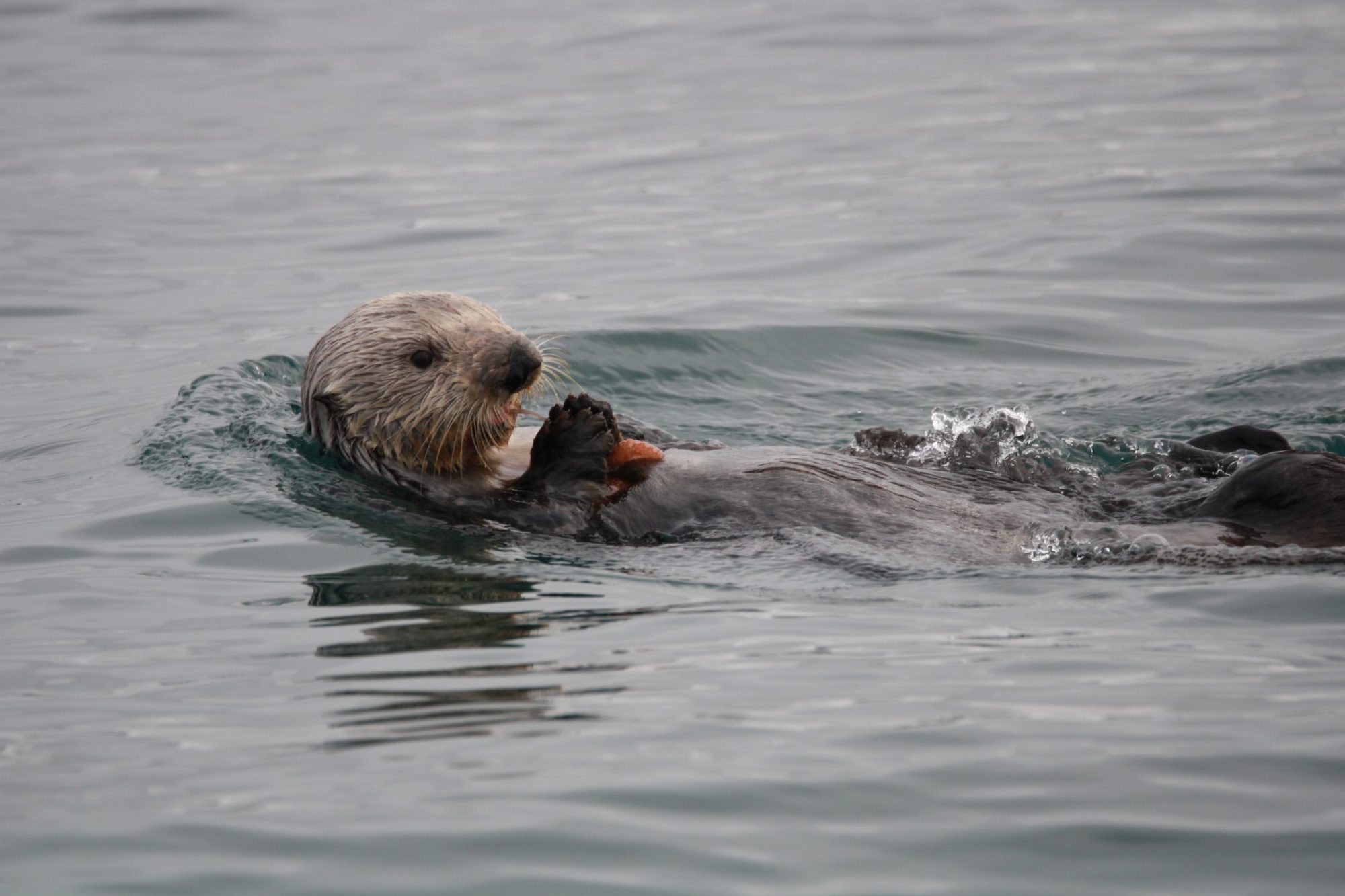 20230302230903-IMG-4466 a brown bear swimming in a body of water
