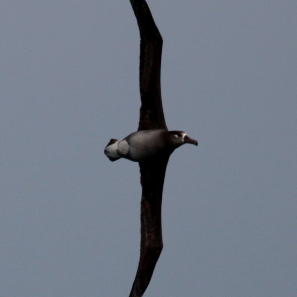 a bird flying in the air