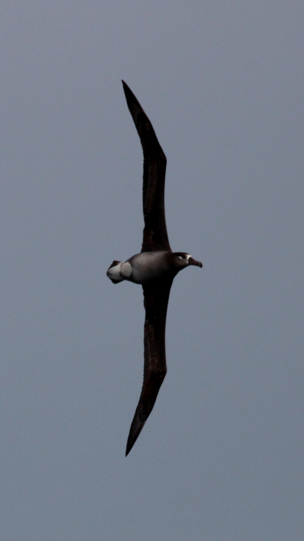 20230311-122343 a bird flying in the air