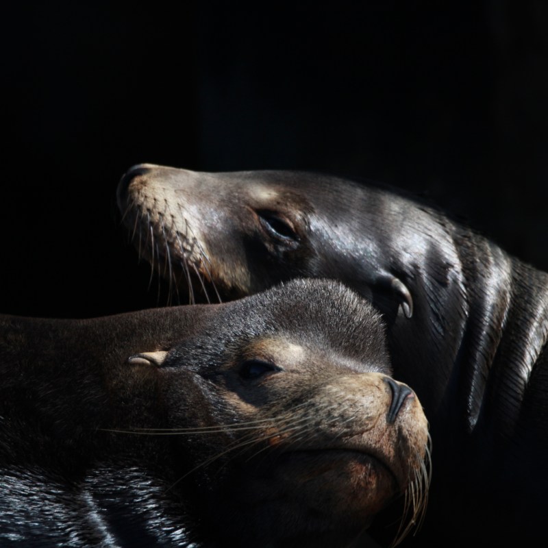 a close up of a seal