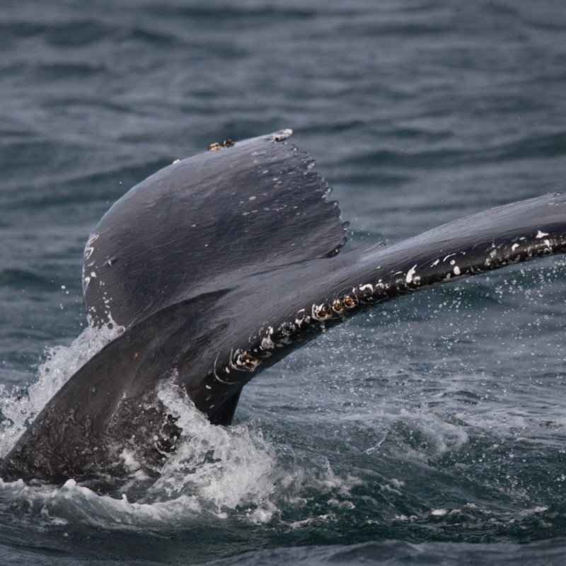 a whale jumping out of the water
