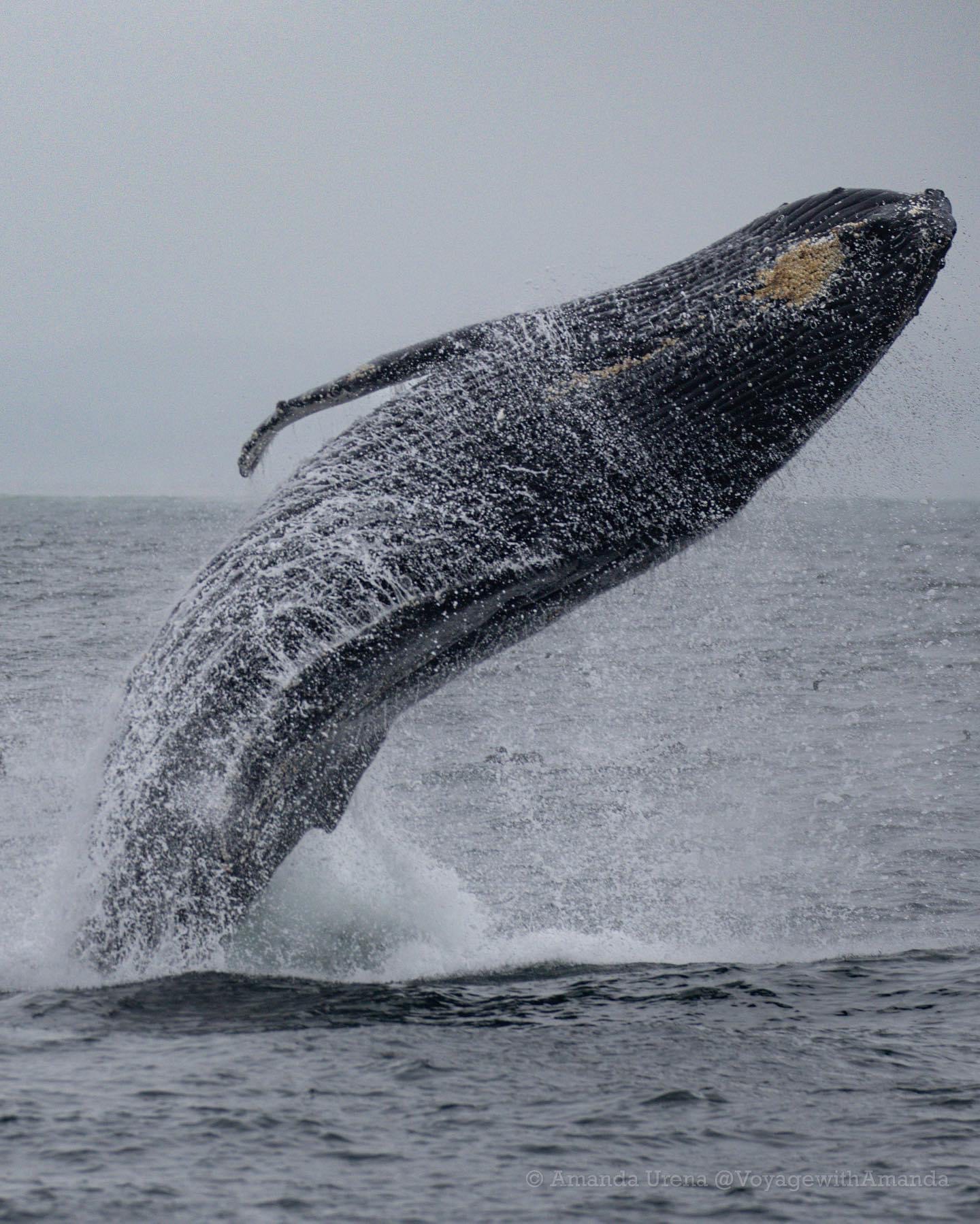 IMG-2707 a whale jumping out of the water