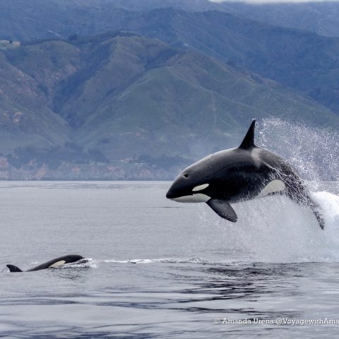 a dolphin jumping out of a body of water